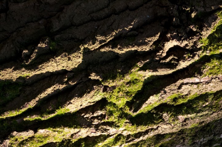deep crevaces in bark with strong directional light