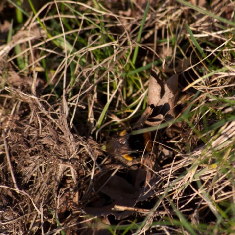 a bee hunting for a home?