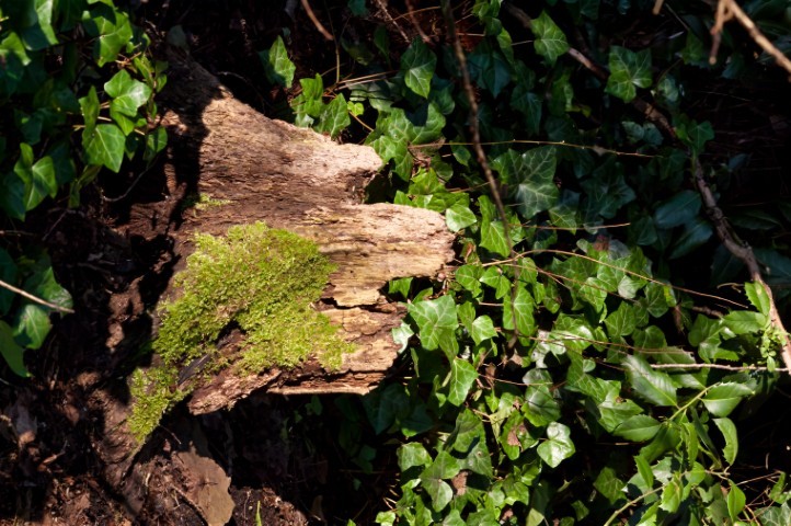 a mossy tree stump in the woods looking every bit like a home for fairies in the warm sunlight