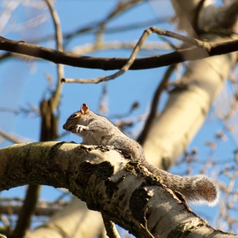 a grey squirrel bathed in sunlight running up the inclined trunk of a silver birch