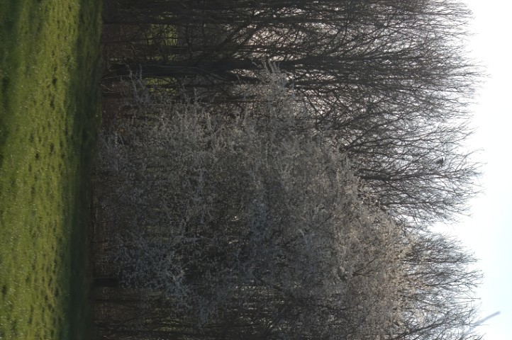 a tree in full blossom backed by it's bare relatives