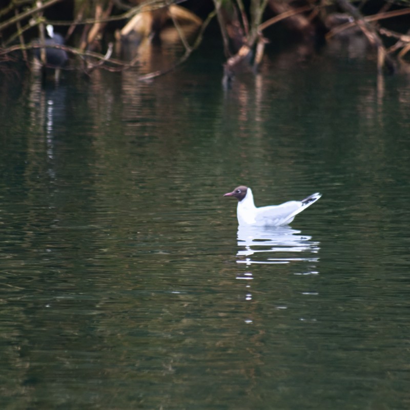 black-headed gull