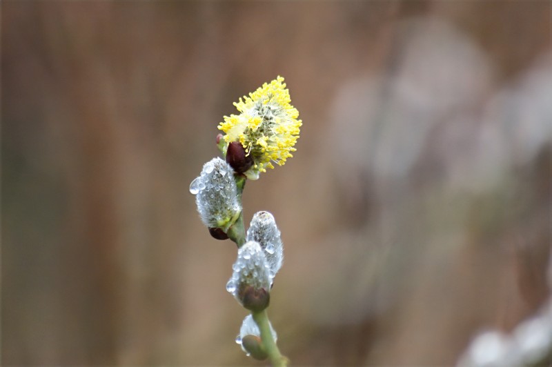 buds on a springtime tree