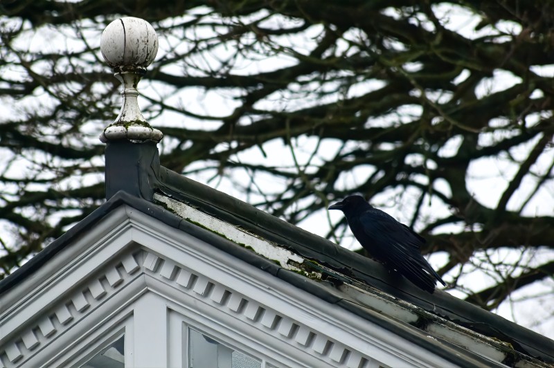 a crow on the roof