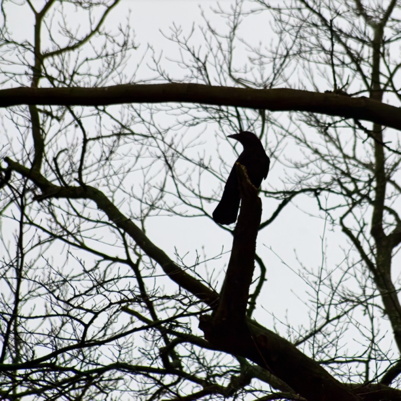 a crow in a tree