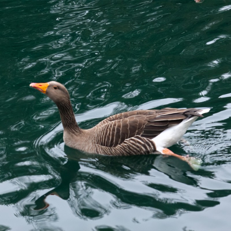 a greylag goose swimming