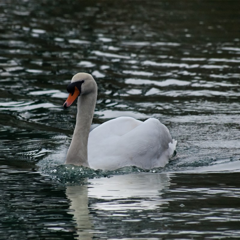 mute swan swimming