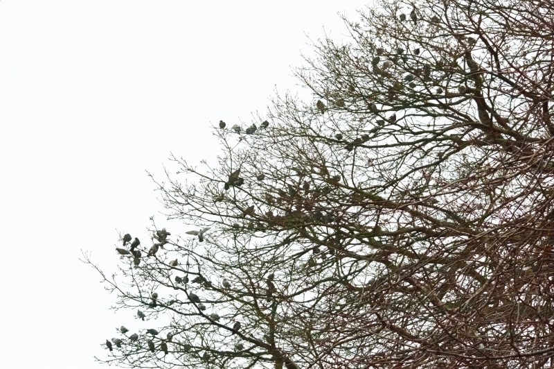 a massive selection of pigeons and doves in bare tree
