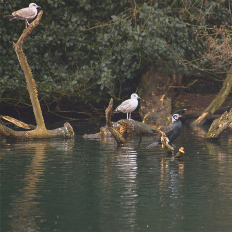 while it looks like a swamp this is West Park wolverhampton with a pair of gulls and cormorant